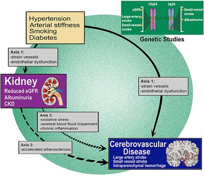 Interactions Between Kidney Function and Cerebrovascular Disease: Vessel Pathology That Fires Together Wires Together